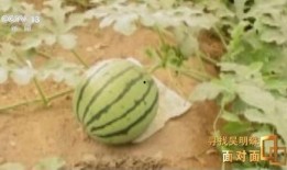 新疆男网红吃瓜,揭秘瓜界风云人物